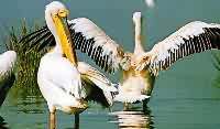 Rosapelikan (Pelecanus onocrotalus)