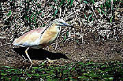 Rallenreiher (Ardeola ralloides)
