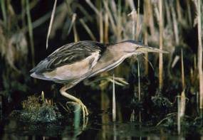 Zwergrohrdommel (Ixobrychus minutus)