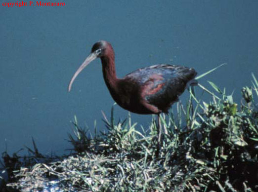 Brauner Sichler (Plegadis falcinellus)