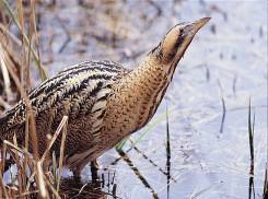 Rohrdommel (Botaurus stellaris)