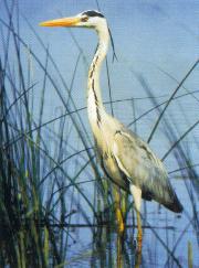 Fischreiher-Graureiher (Ardea cinerea)