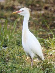 Kuhreiher (Bubulcus ibis)