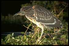 Nachtreiher (Nycticorax nycticorax)