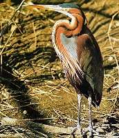 Purpurreiher (Ardea purpurea)