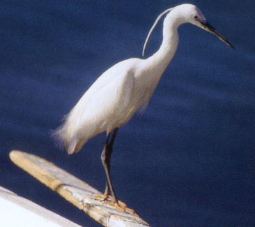 Seidenreiher (Egretta garzetta)