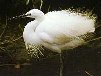 Silberreiher (Egretta alba)