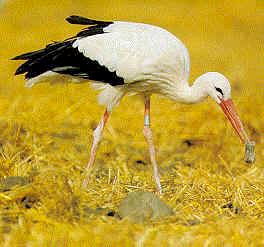 Weißer Storch (Ciconia ciconia)