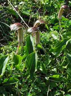 Krummstab (Arisarum vulgare)