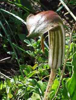 Krummstab (Arisarum vulgare)