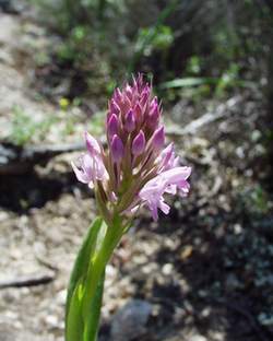 Anacamptis pyramidalis