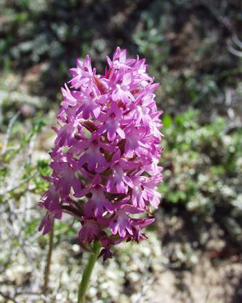 Pyramidenorchis (Anacamptis pyramidalis)