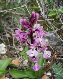 Orchis anatolica