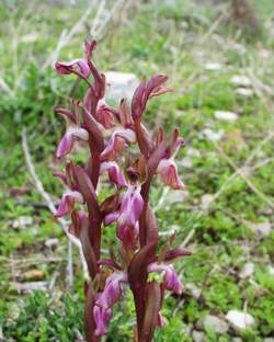 Orchis collina