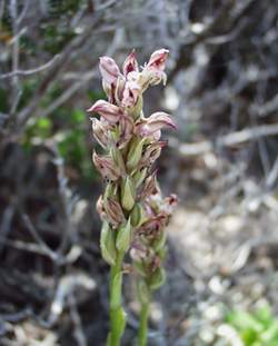 Orchis fragrans