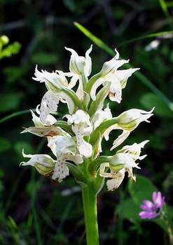 Orchis lactea (Milchweißes Knabenkraut)