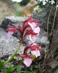 Orchis papilionacea