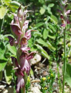 Orchis sancta