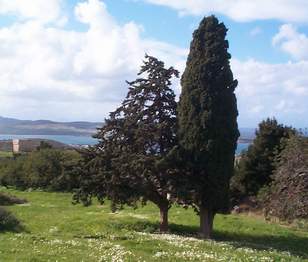 Mittelmeerzypresse (Cupressus sempervirens)