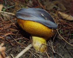 "Mittelmeer Körnchenröhrling" (Suillus leptopus)