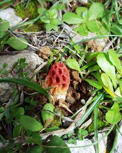 Gitterling (Clathrus ruber)